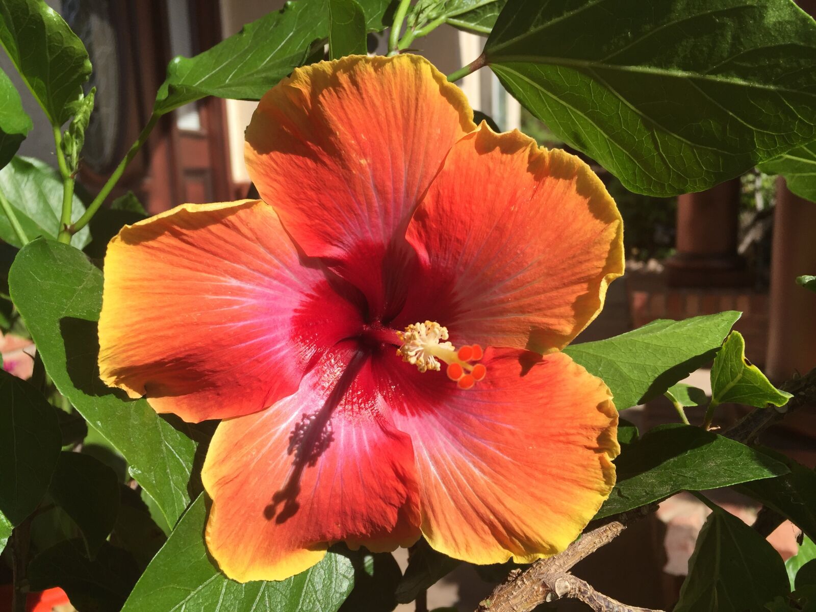 iPhone 6 Plus back camera 4.15mm f/2.2 sample photo. Red, hibiscus, flower photography