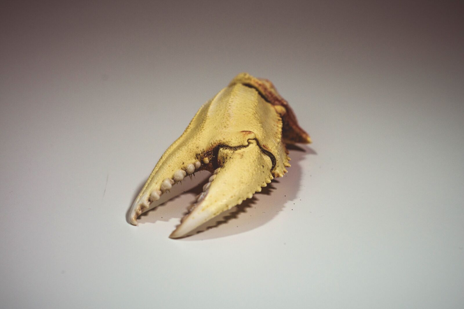 Nikon D5200 sample photo. Claw, bone, object photography
