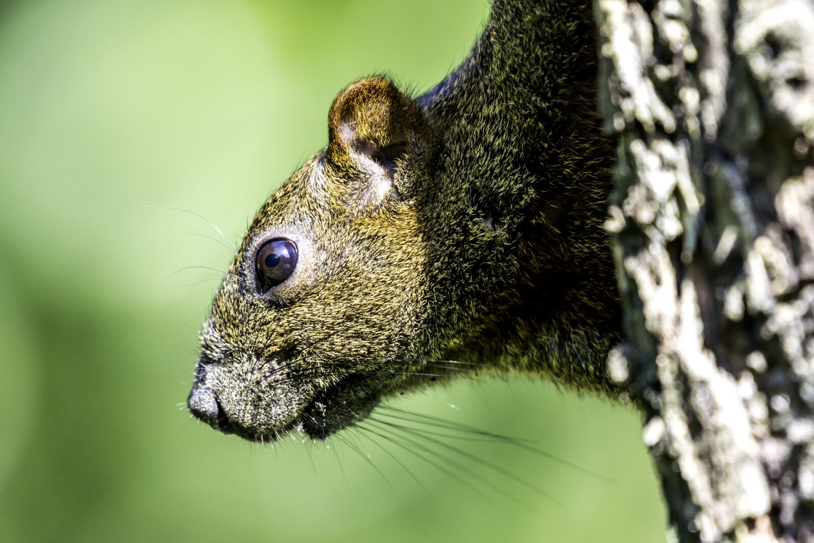 Nikon D5500 sample photo. Wildlife, nature, animal photography