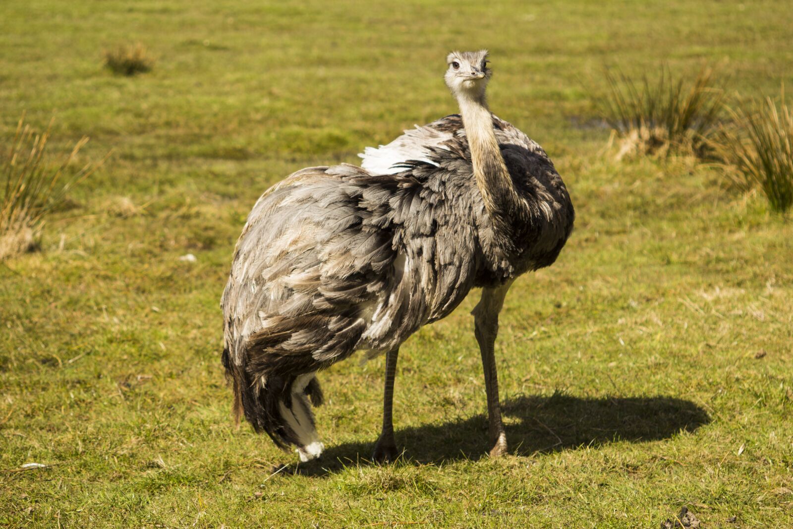 Canon EF 55-200mm F4.5-5.6 II USM sample photo. Rhea bird, nature, bird photography
