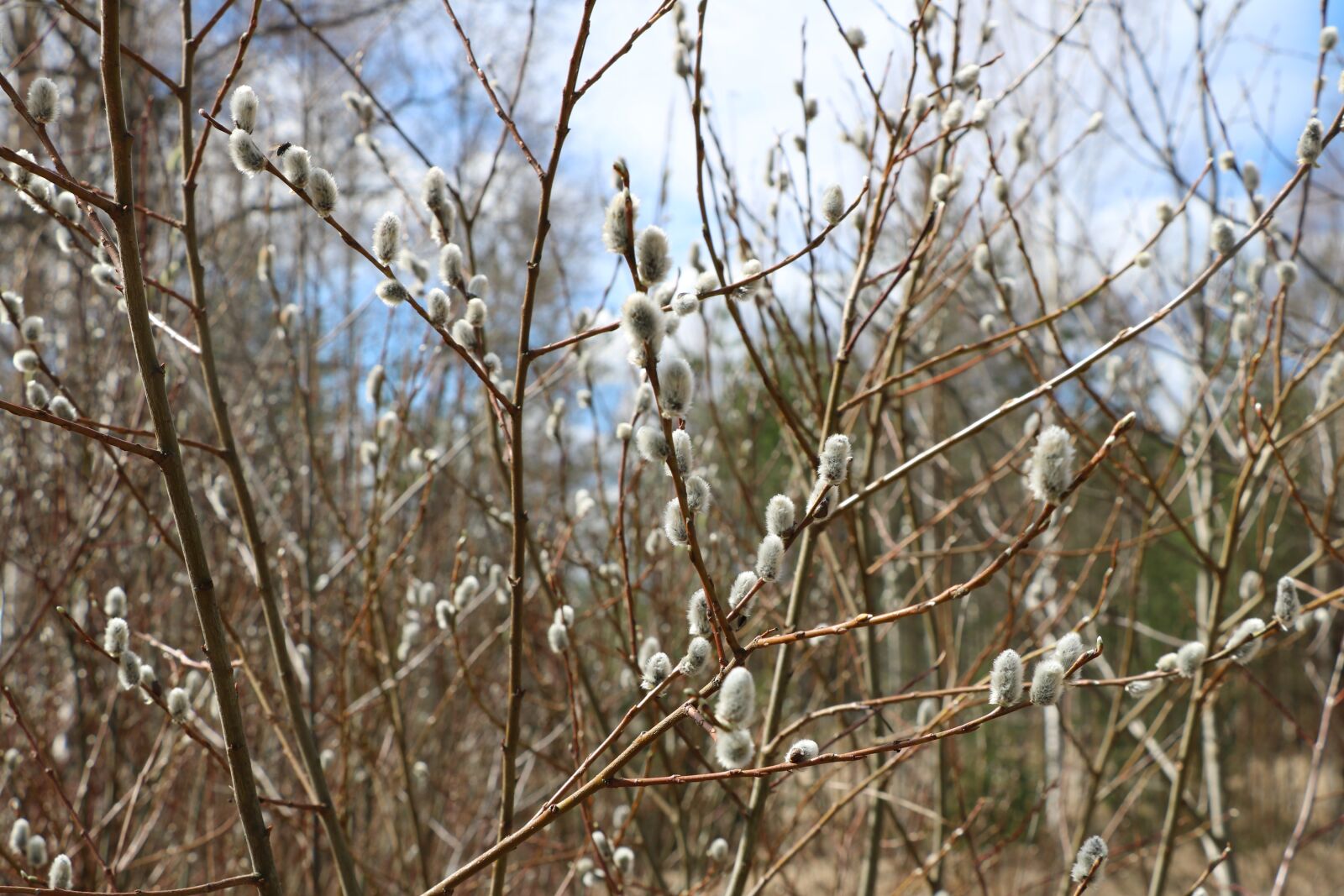 Canon EOS 750D (EOS Rebel T6i / EOS Kiss X8i) sample photo. Nature, tree, willow photography