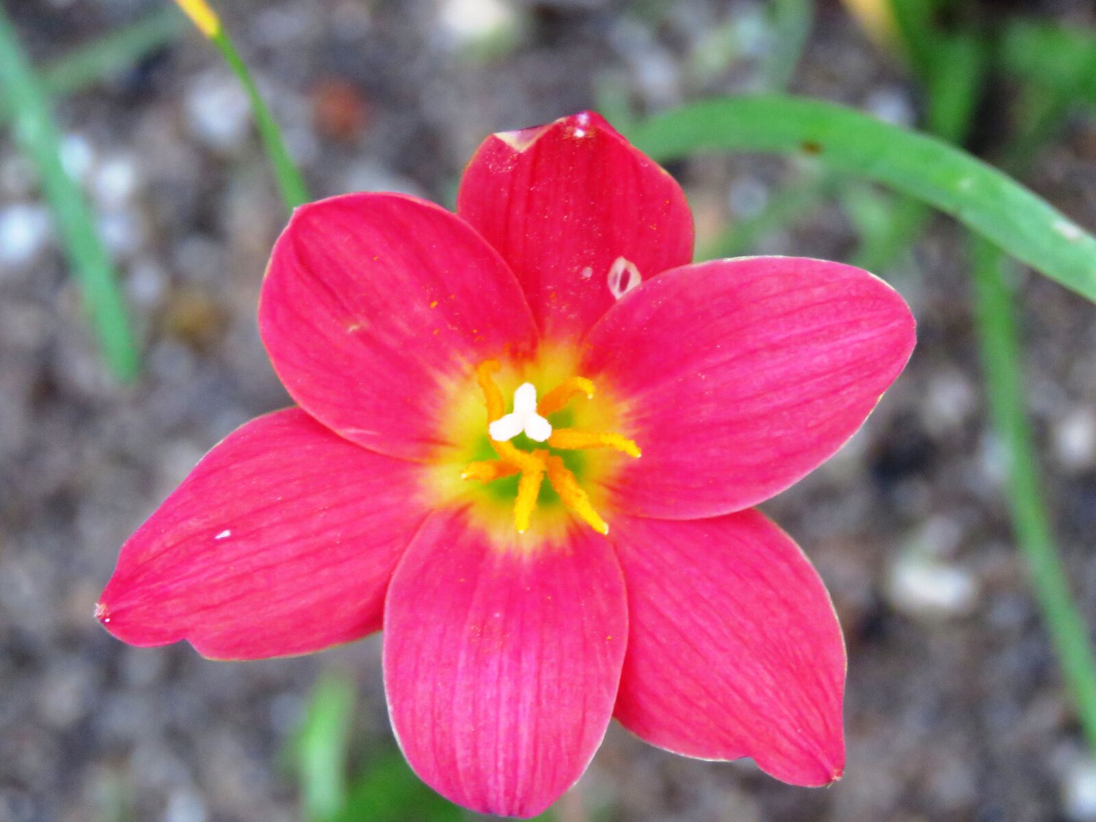 Canon PowerShot SX60 HS sample photo