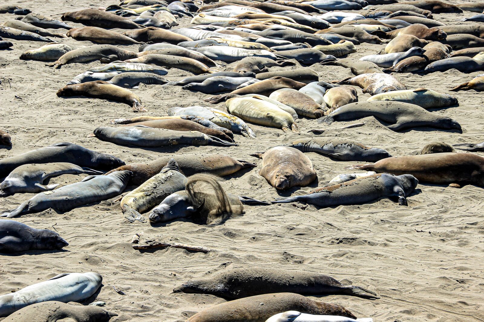 Canon EOS 600D (Rebel EOS T3i / EOS Kiss X5) sample photo. Crawl, crabeater, san simeon photography