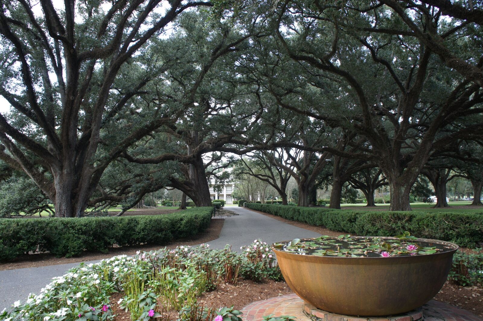Sony Alpha NEX-3 + Sony E 18-55mm F3.5-5.6 OSS sample photo. Plantation, tree, allee photography