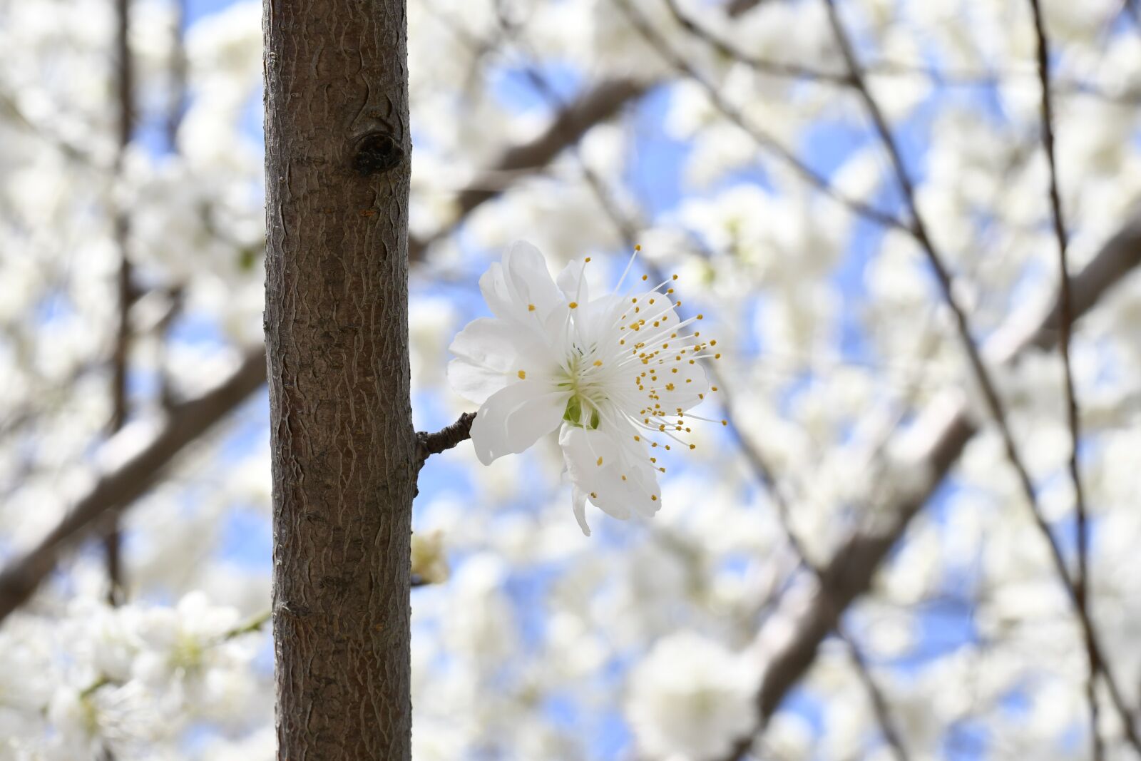 Nikon D7500 sample photo. Spring, flowers, white flower photography