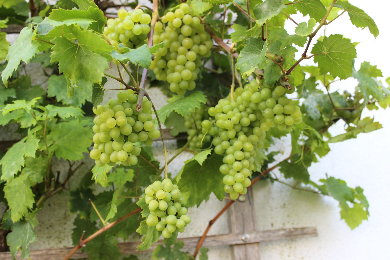 Canon EOS 600D (Rebel EOS T3i / EOS Kiss X5) sample photo. Wine, vines, in the photography