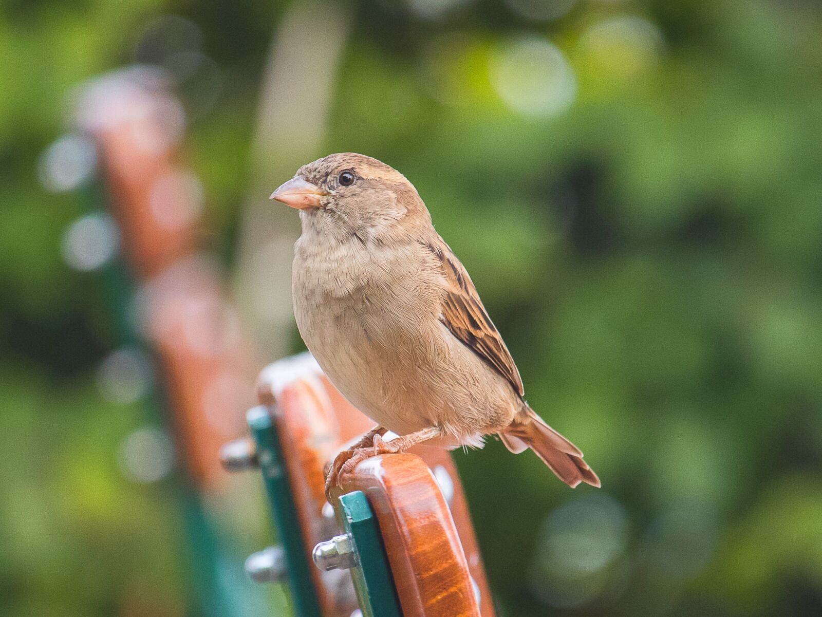 Canon EF-S 55-250mm F4-5.6 IS STM sample photo. Sparrow, sperling, bird photography