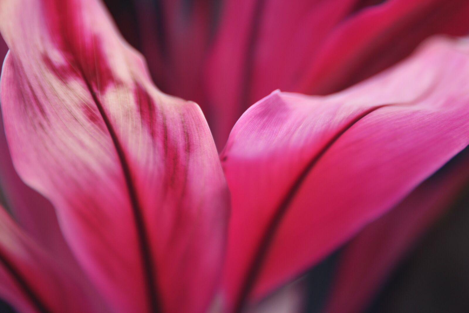 Canon EOS 1200D (EOS Rebel T5 / EOS Kiss X70 / EOS Hi) sample photo. Flower, flora, pink photography