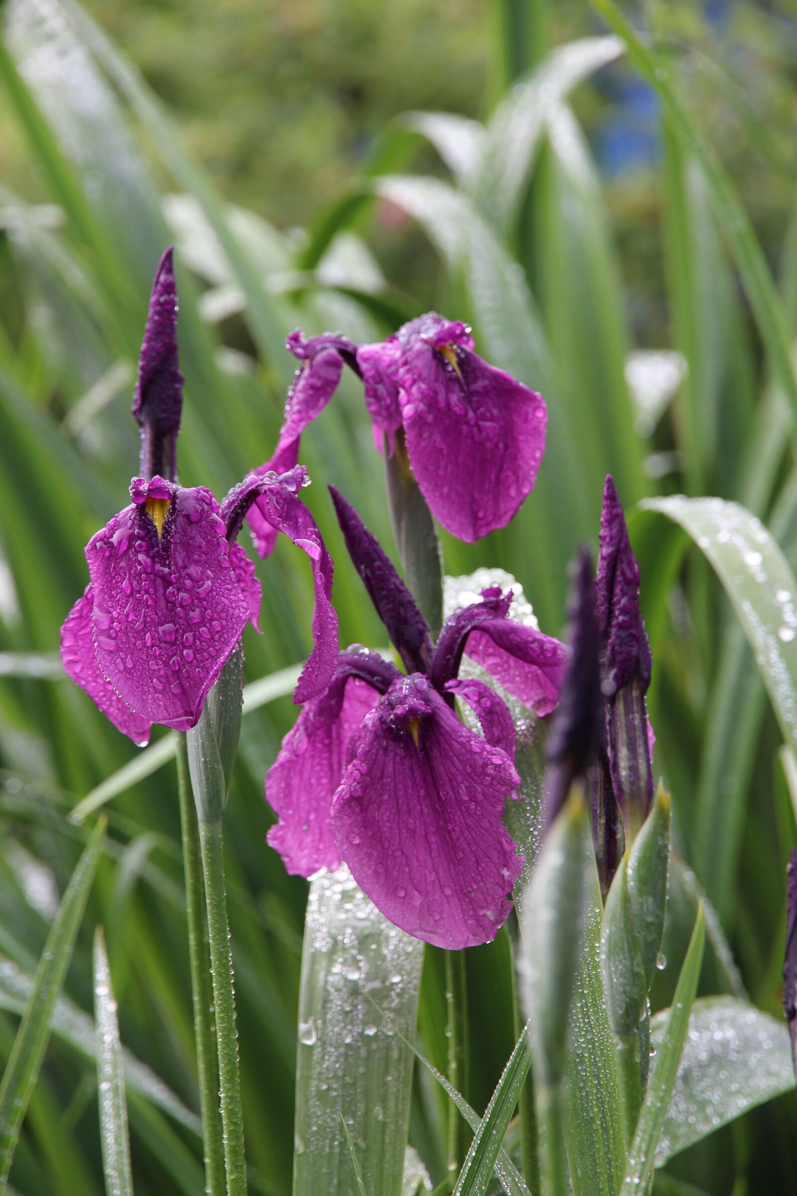 Canon EOS 650D (EOS Rebel T4i / EOS Kiss X6i) + Canon EF-S 15-85mm F3.5-5.6 IS USM sample photo. Iris, purple, garden flowers photography