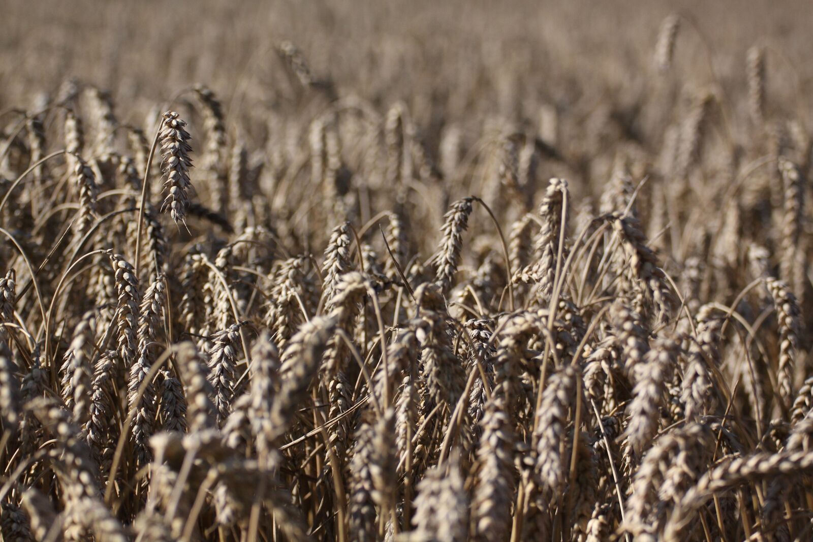 Canon EOS 50D sample photo. Field, cereals, wheat photography