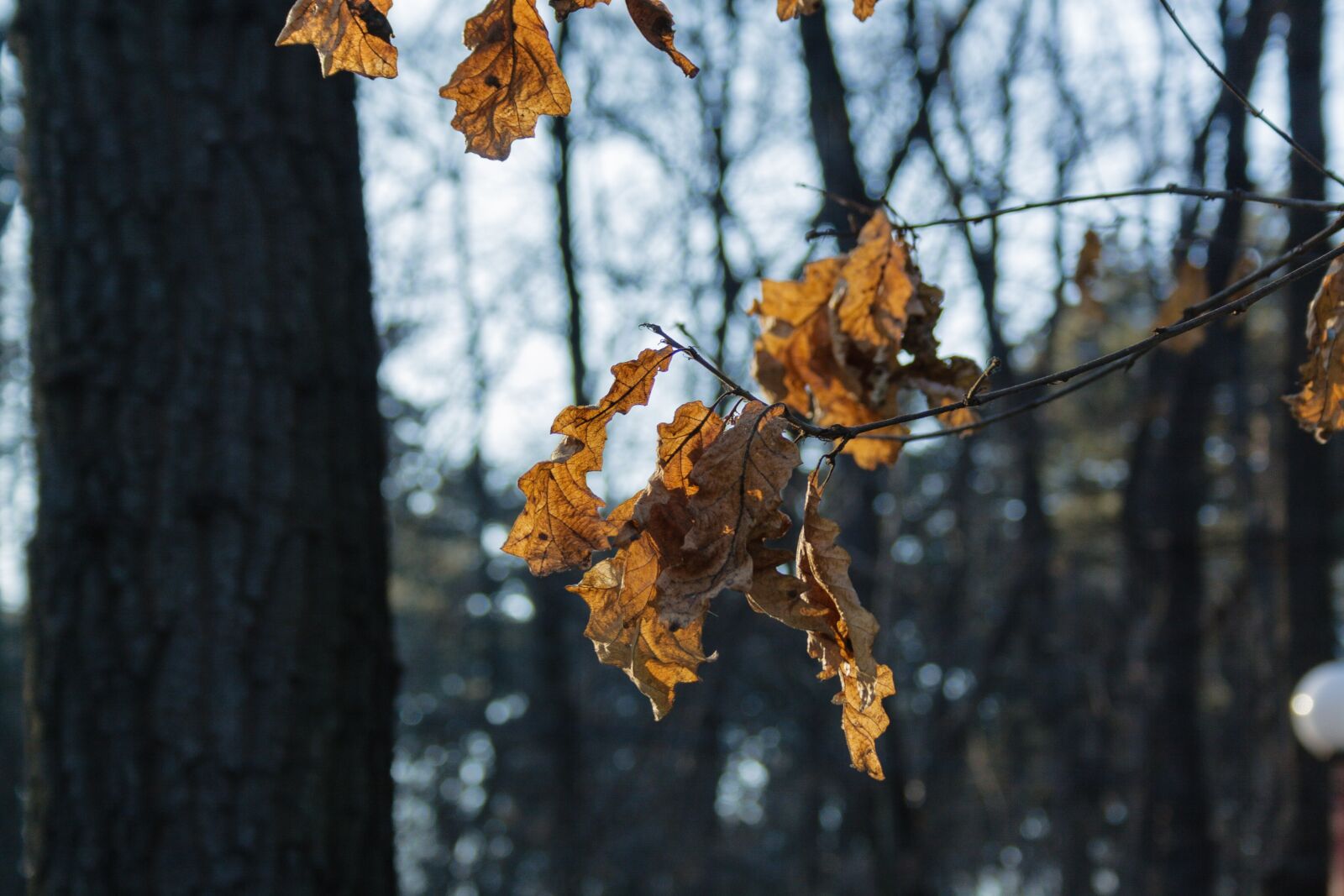Canon EF-S 18-55mm F3.5-5.6 sample photo. Trees, dry leaves, branches photography