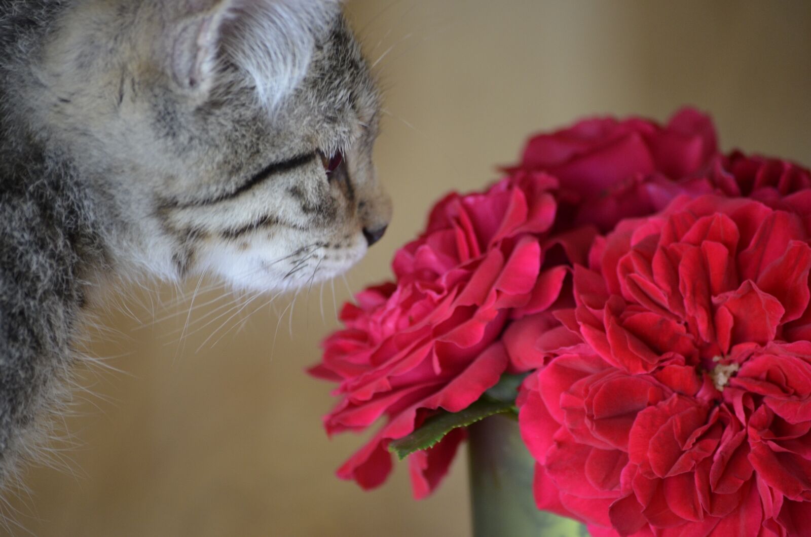 Nikon D5100 sample photo. Flowers, dear, sweet photography