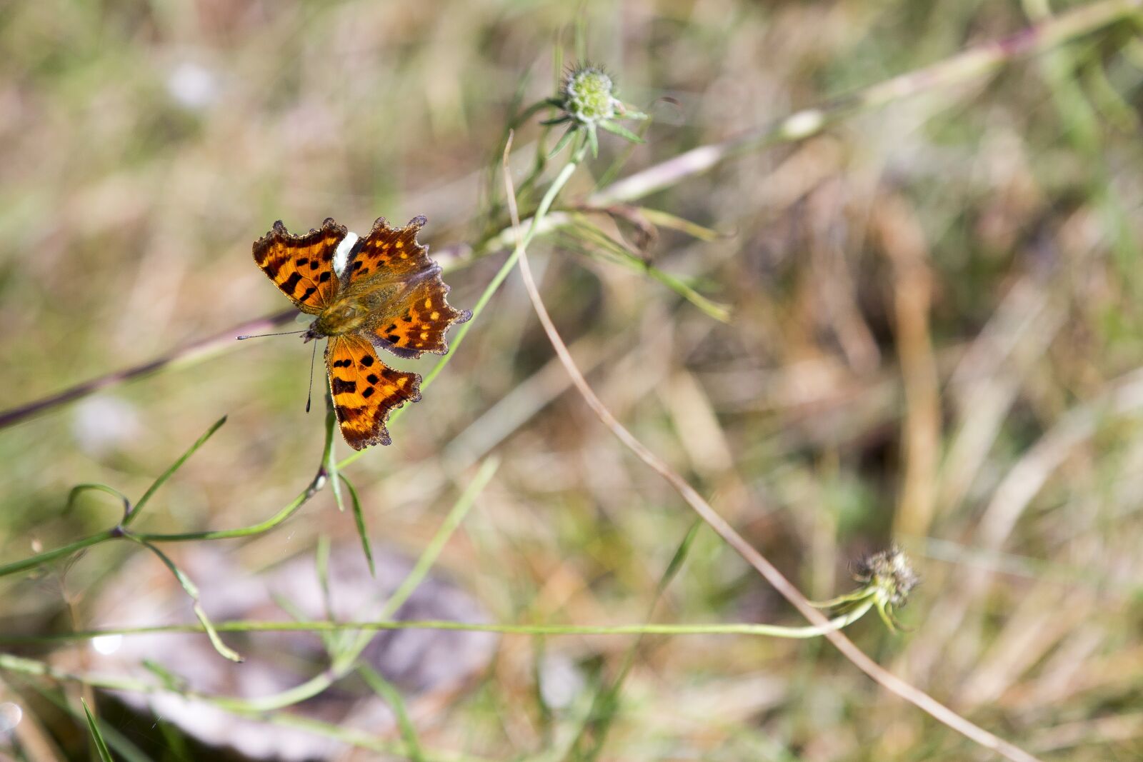Canon EOS 60D sample photo. Butterfly, autumn, redhead photography