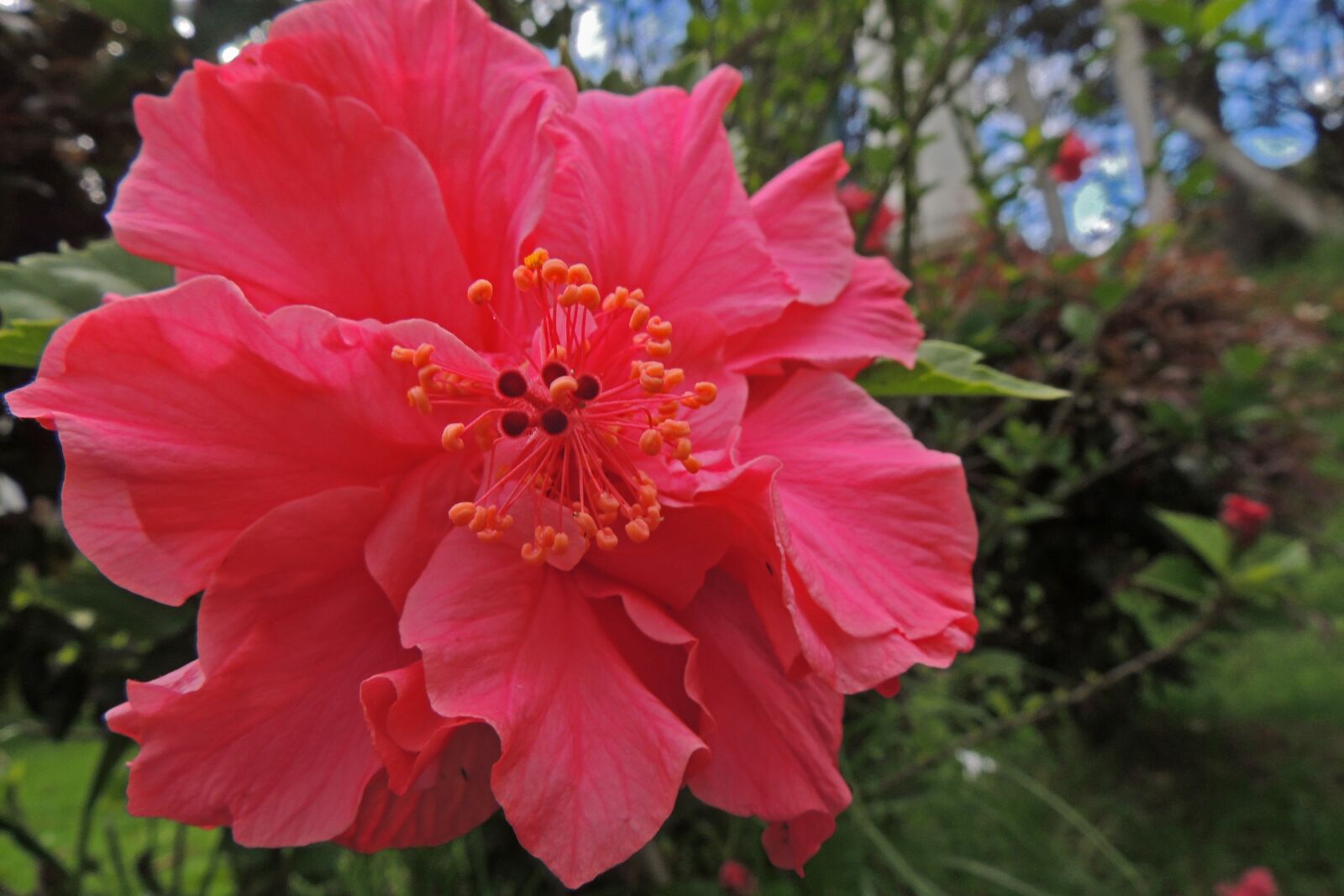 Nikon Coolpix P510 sample photo. Flower, flowers, flowery photography
