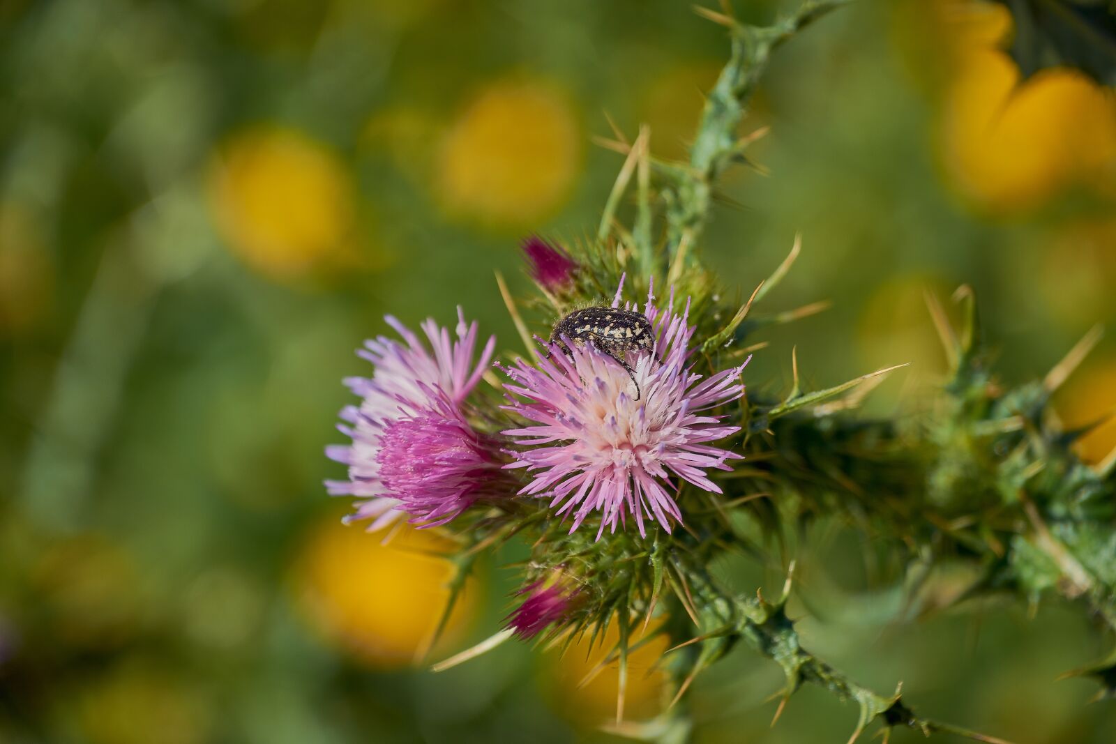 Nikon D7200 sample photo. Thistle flower, plant, flowering photography