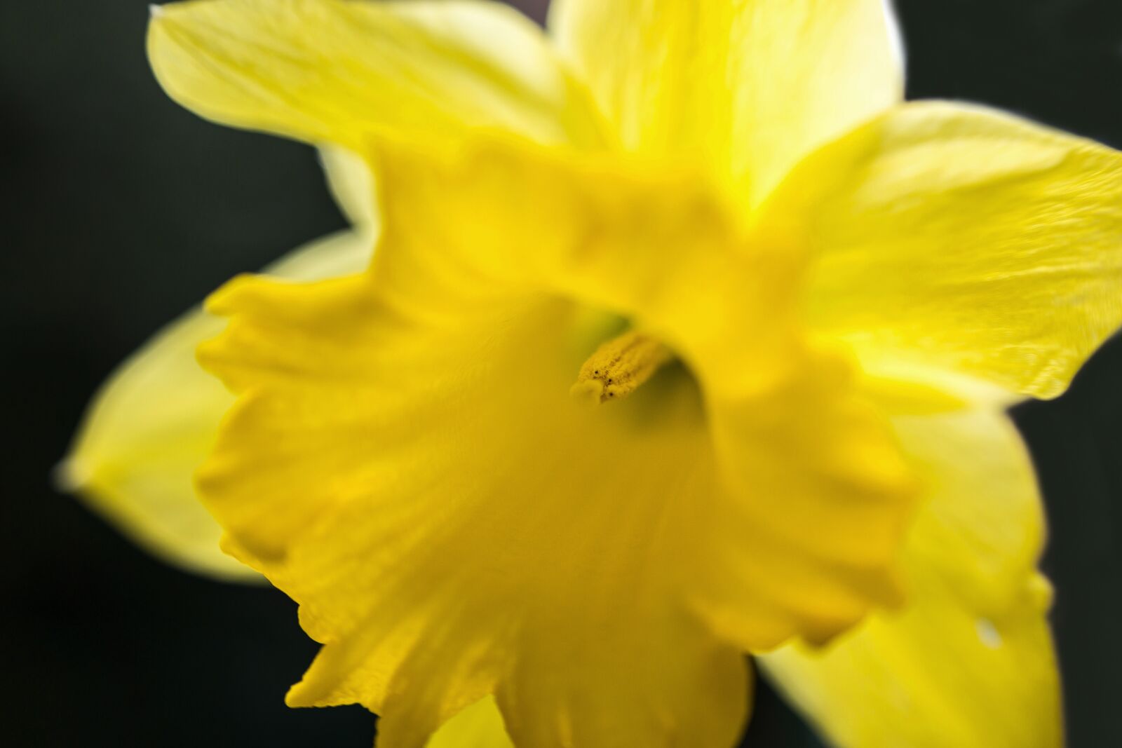 Samsung NX300M sample photo. Daffodil, narcissus, easter photography