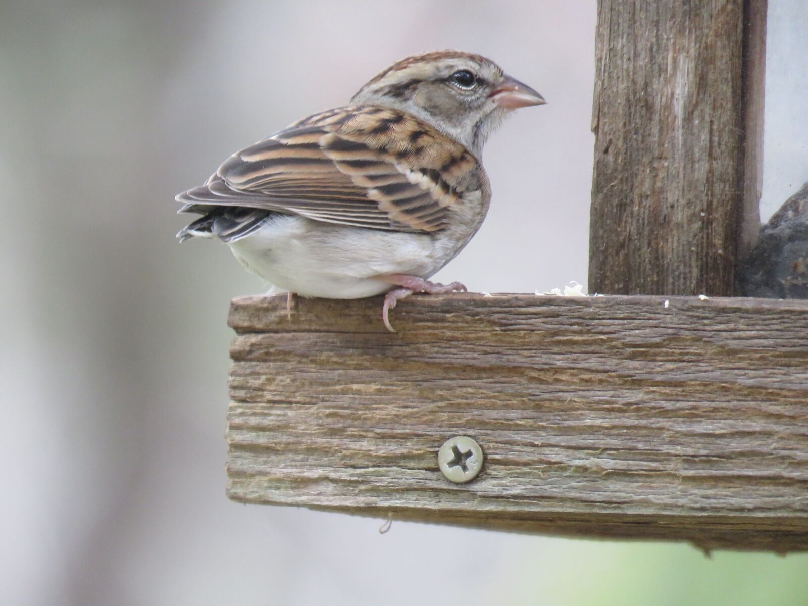 Canon PowerShot SX60 HS sample photo. Bird, sparrow, wildlife photography