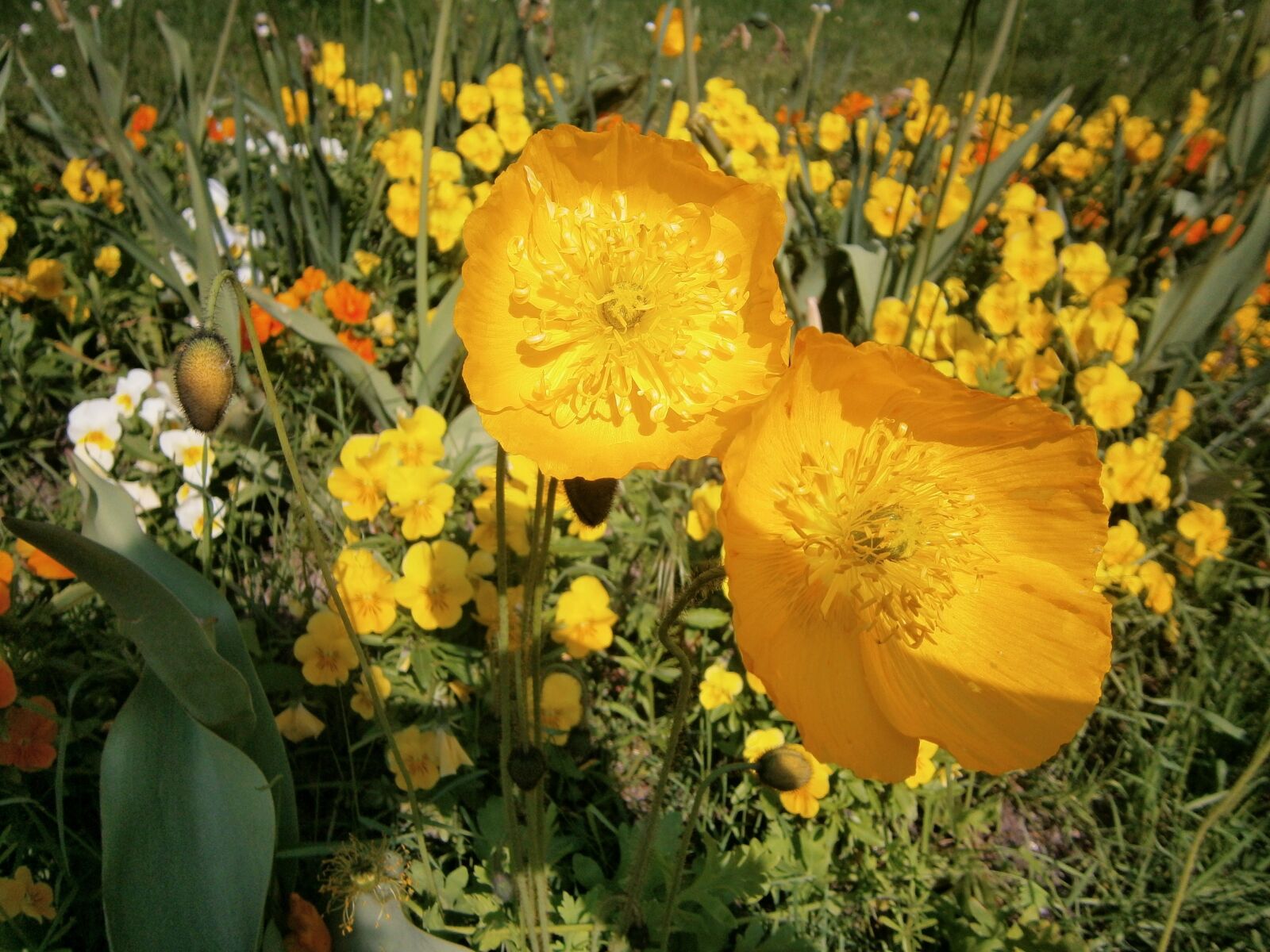 Olympus VG160,X990,D745 sample photo. Flower, poppy flower, yellow photography