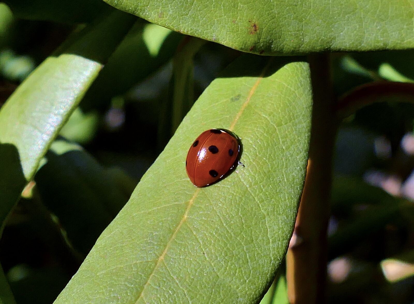 Panasonic Lumix DMC-FZ1000 sample photo. Spring, ladybug, insect photography