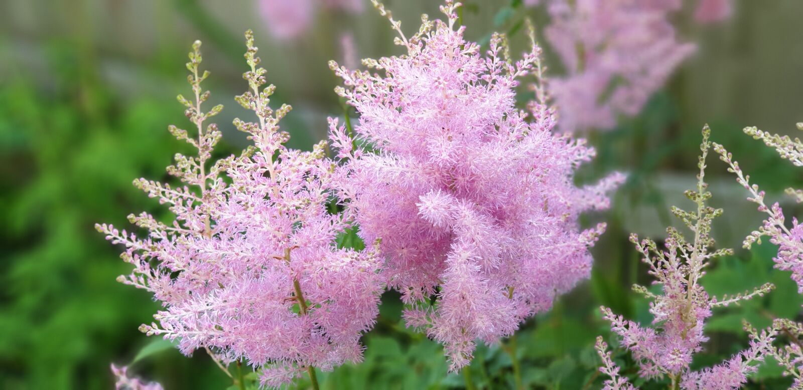Samsung Galaxy Note9 sample photo. Flowers, garden, pink photography