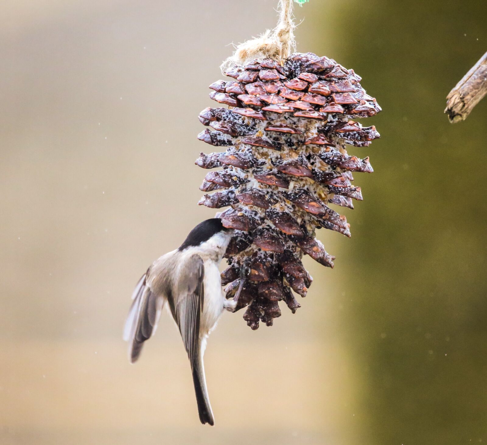 Canon EF 100-400mm F4.5-5.6L IS USM sample photo. Bird, marsh tit, food photography