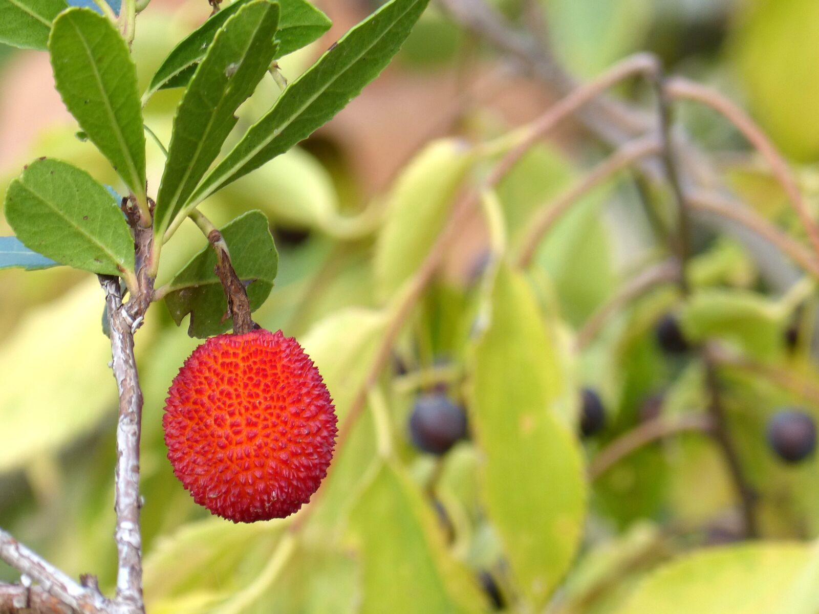 Panasonic DMC-FZ62 sample photo. Strawberry tree, cherry shepherd photography