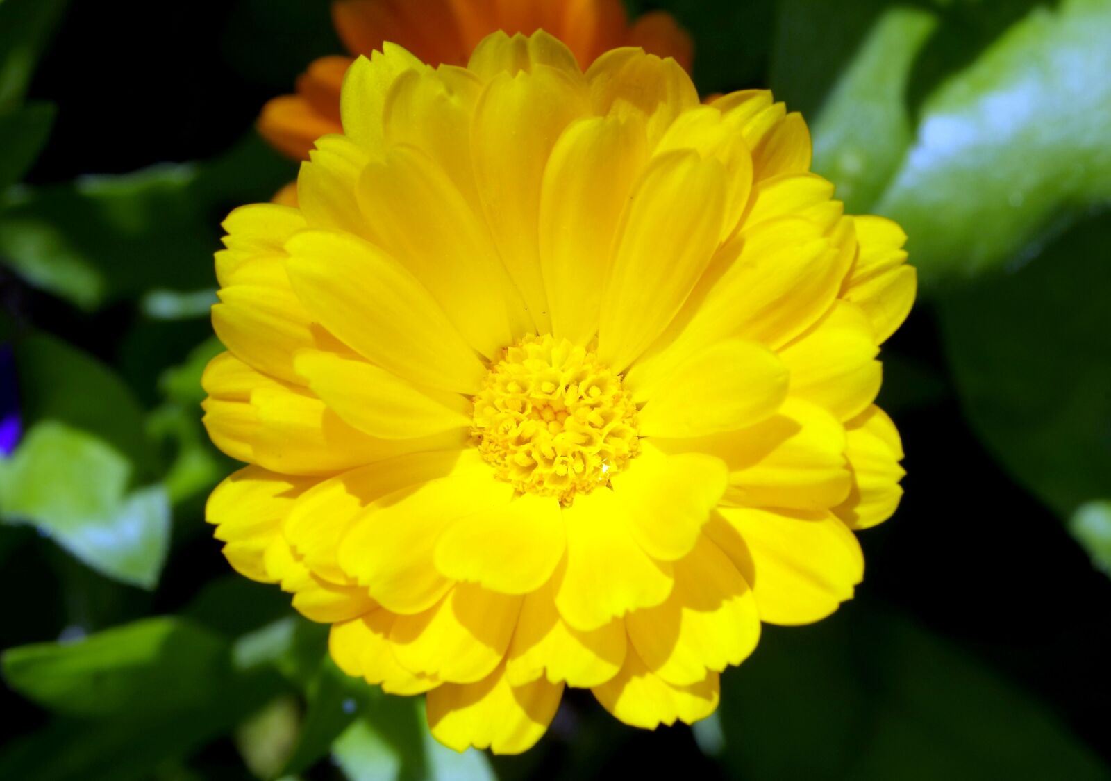 Pentax K-S2 sample photo. Yellow, flower, flowering photography