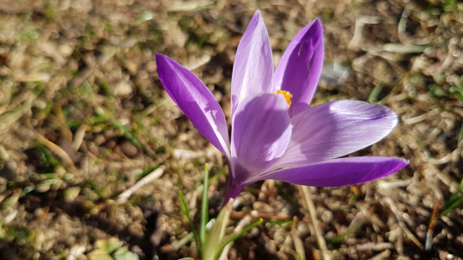 Samsung Galaxy S8 sample photo. Flower, violet, nature photography
