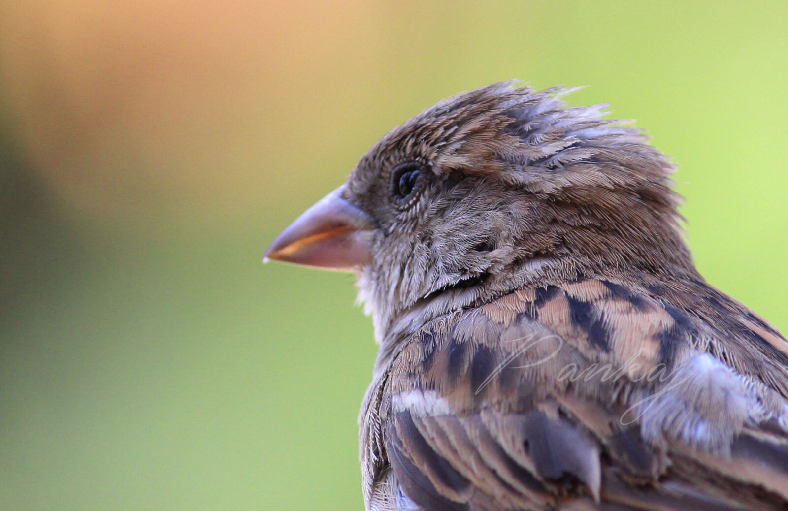 Canon EOS 700D (EOS Rebel T5i / EOS Kiss X7i) sample photo. Bird, nature photography