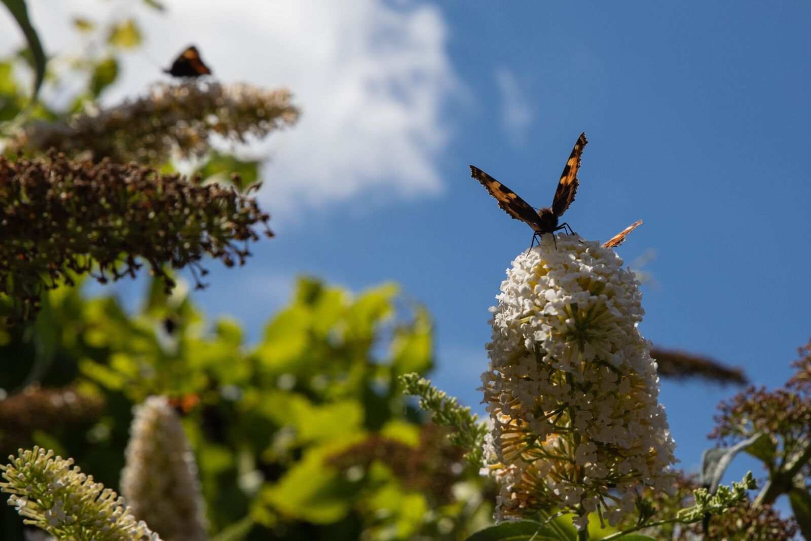 Canon EOS 6D Mark II sample photo. Butterfly, butterfly bush, bug photography