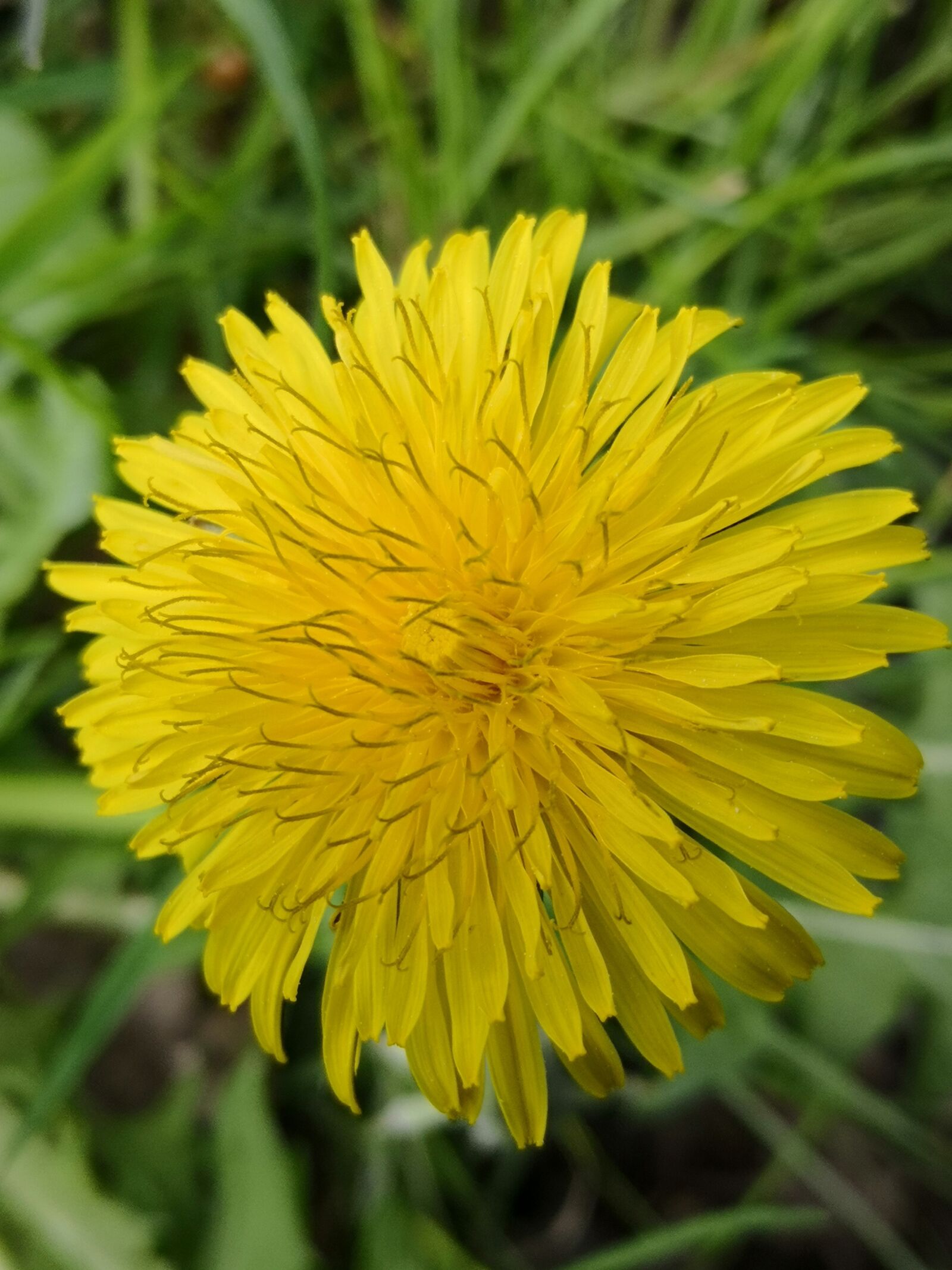 HUAWEI Mate 10 Pro sample photo. Flower, dandelion, spring photography