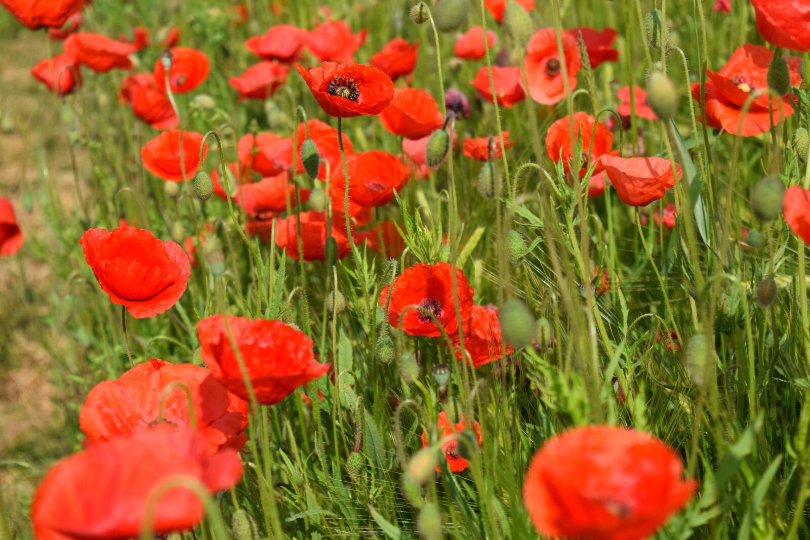 Nikon D3300 sample photo. Poppy, klatschmohn, red photography