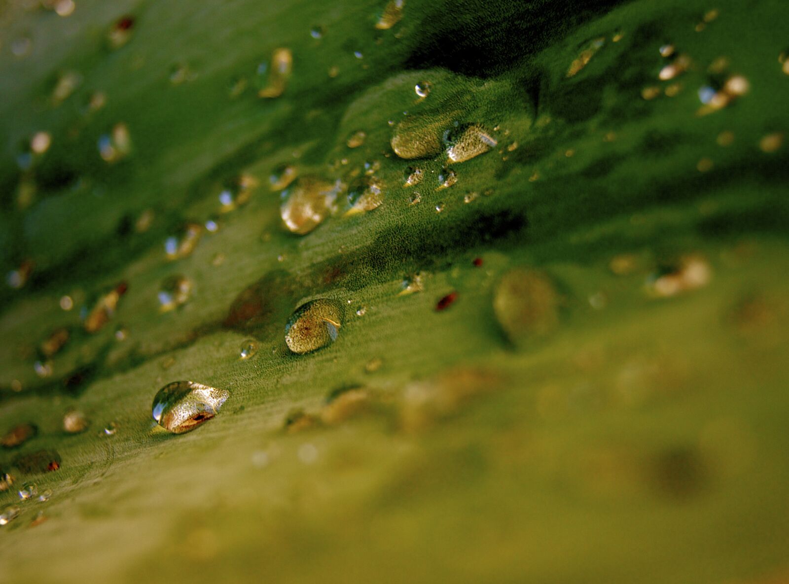 Sony Alpha DSLR-A580 sample photo. Leaf, drop of water photography