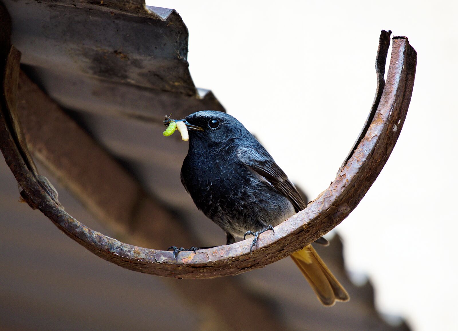 Nikon D7500 sample photo. Bird, redstart, nature photography