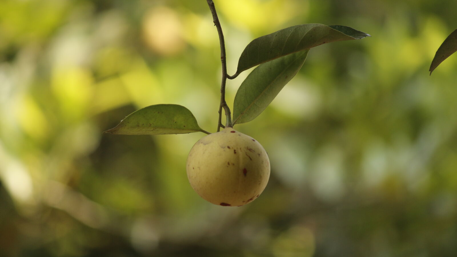 Canon EOS 700D (EOS Rebel T5i / EOS Kiss X7i) sample photo. Agriculture, diet, eating, food photography