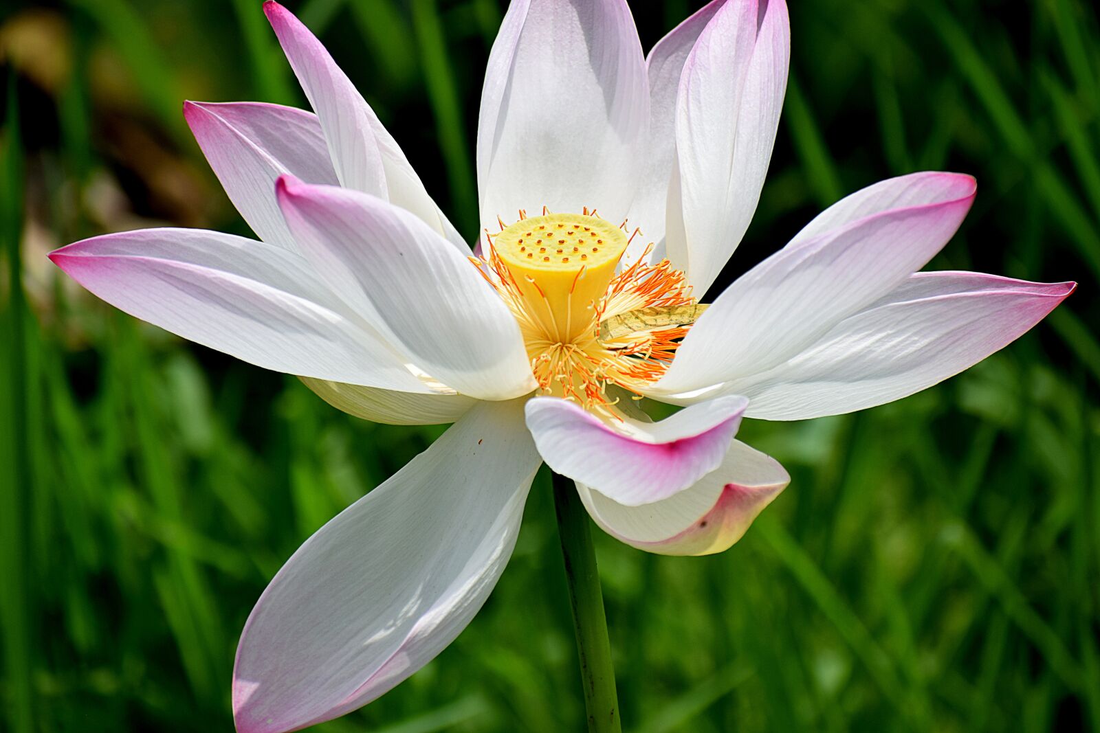Nikon D3300 sample photo. Lotus flower, flower, lotus photography