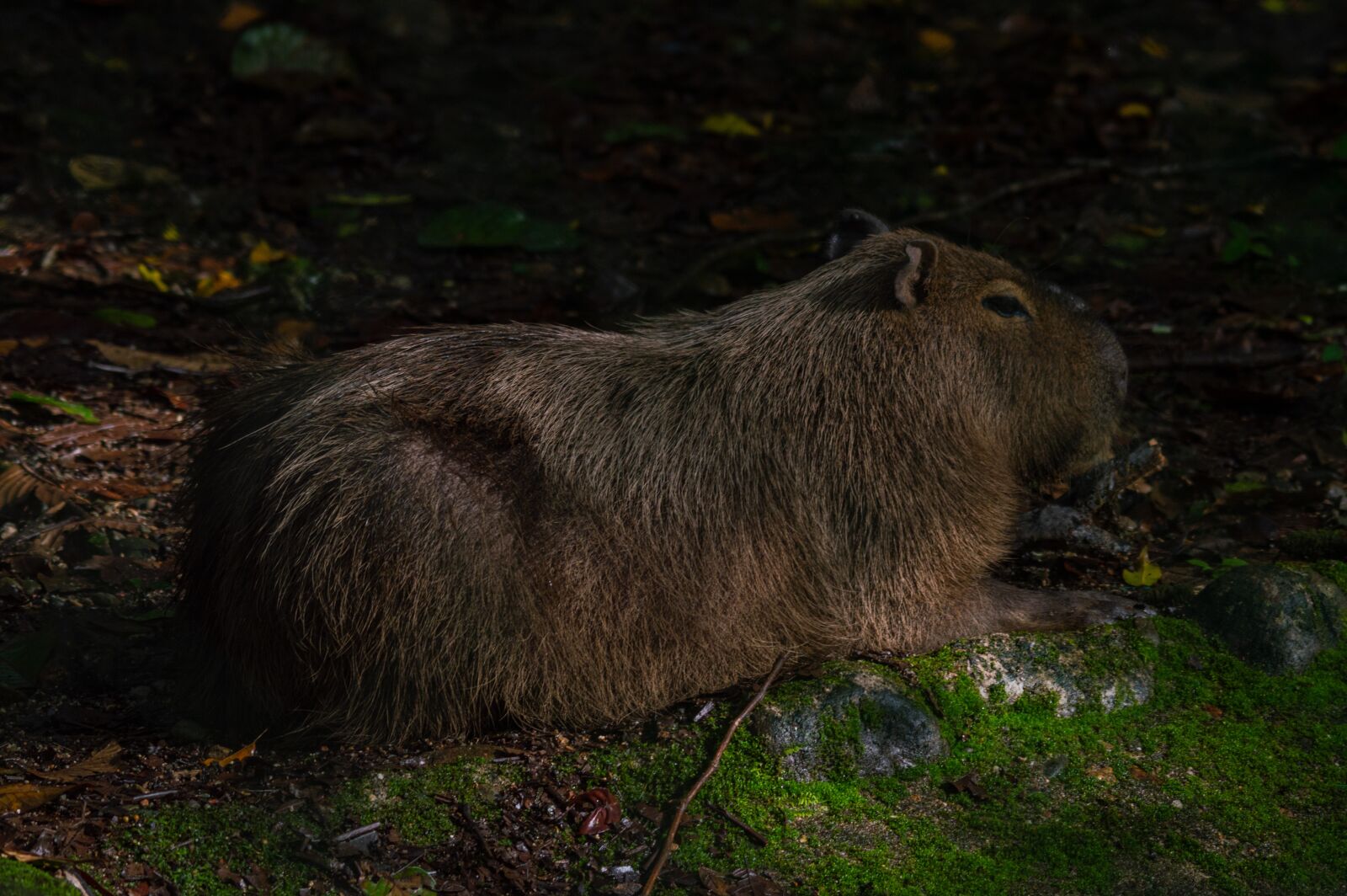 Nikon D3200 sample photo. Mammal, rodent, exotic photography
