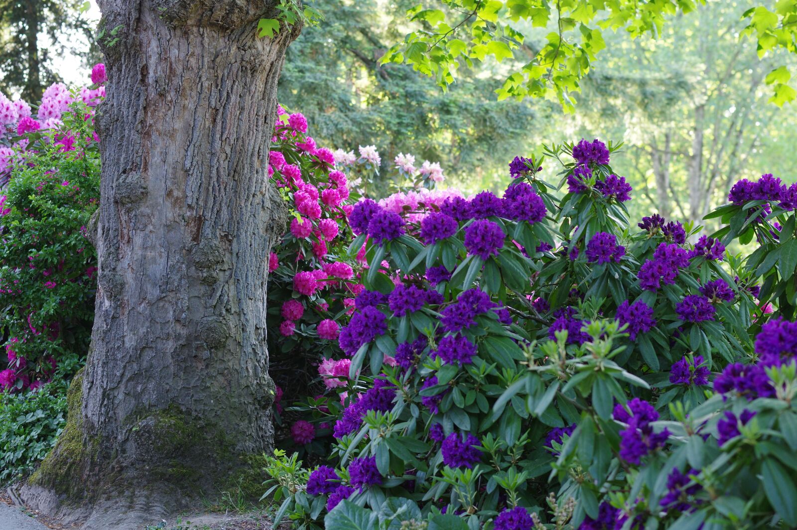 Pentax K-3 sample photo. Rhododendron, spring, plant photography