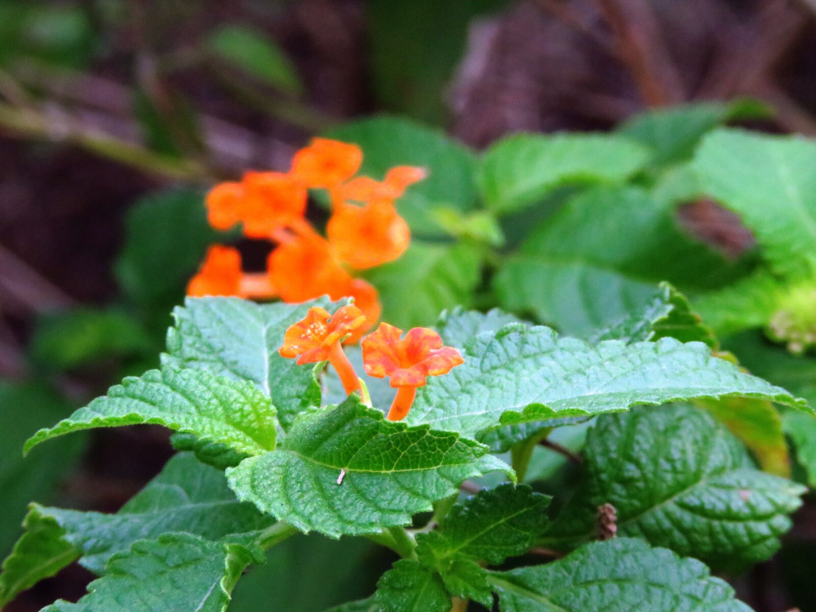 Canon PowerShot SX60 HS sample photo