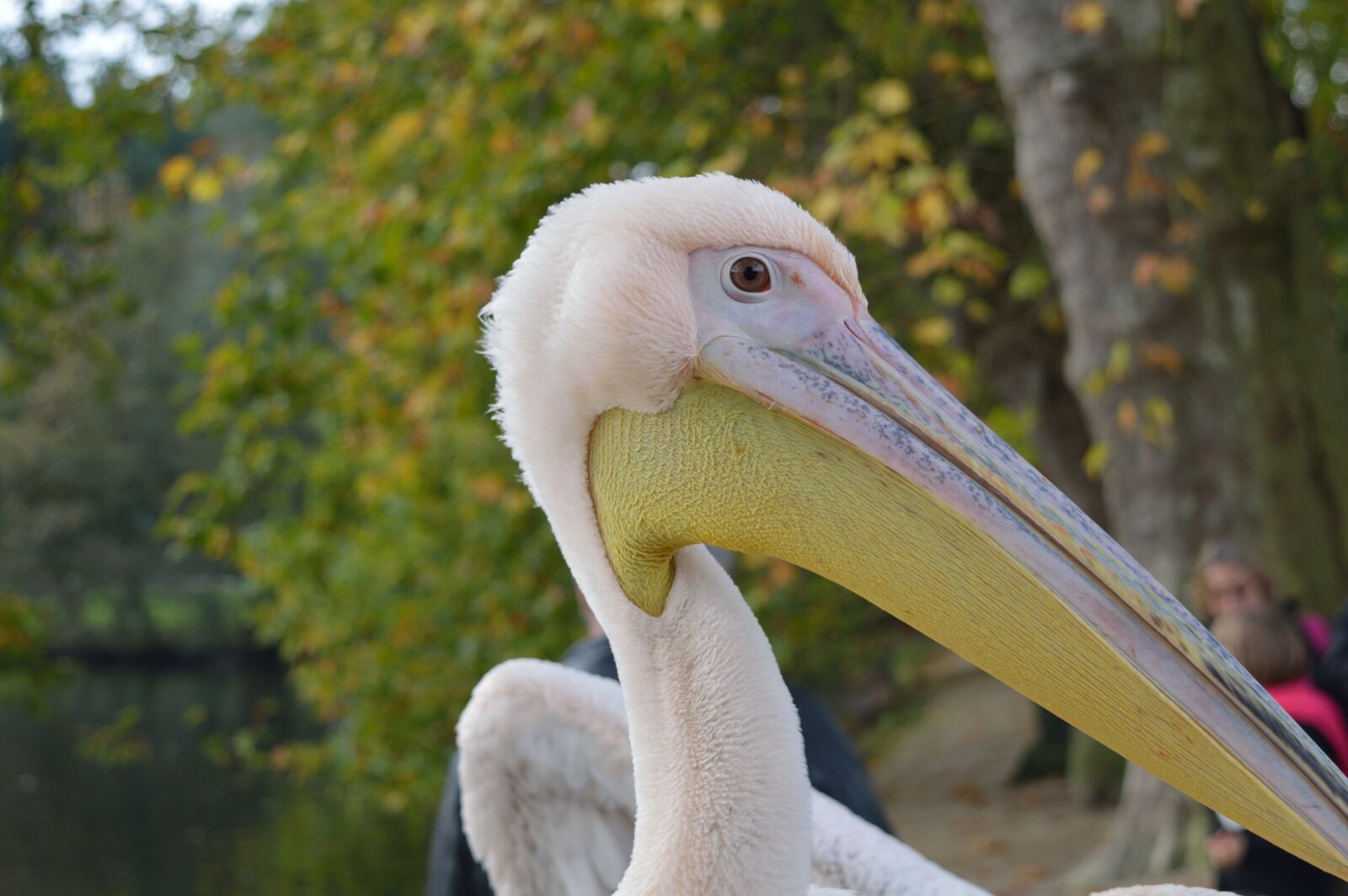 Nikon D3200 sample photo. Pelican, bird, beak photography