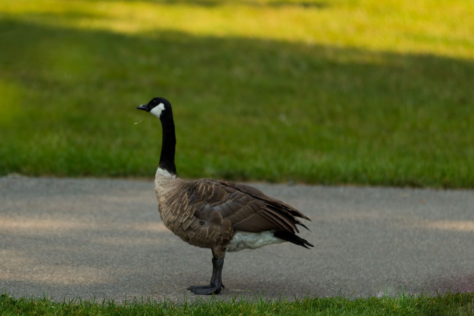 Canon EOS-1D X sample photo. Duck, water, one photography