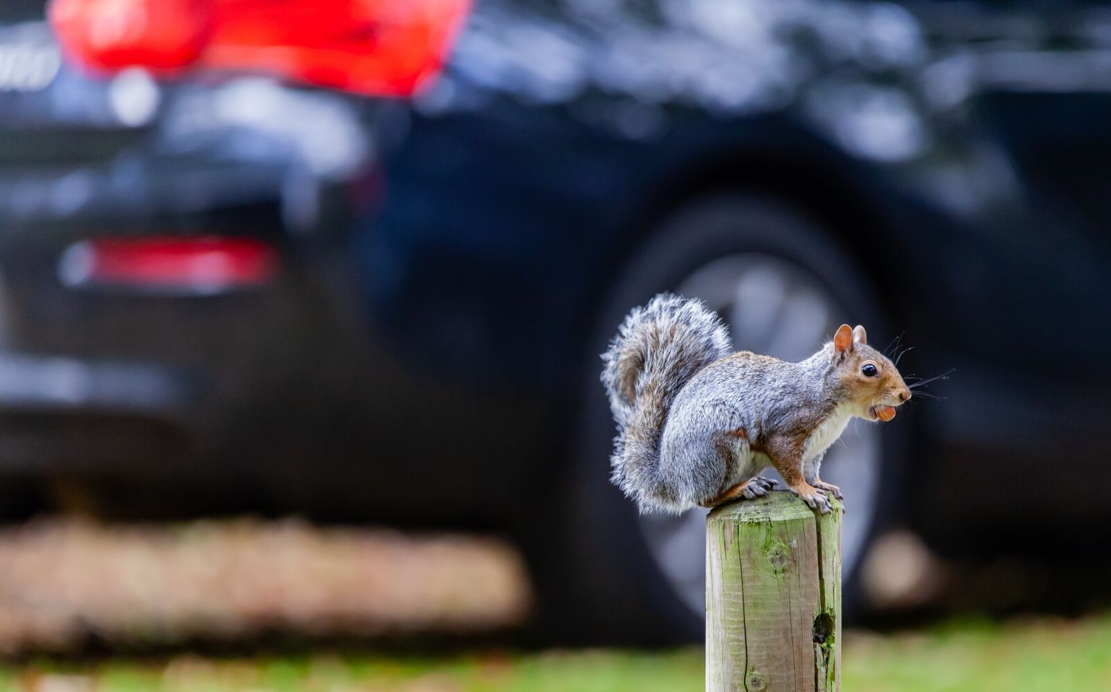 150-600mm F5-6.3 DG OS HSM | Contemporary 015 sample photo. Grey squirrel, squirrel, cute photography