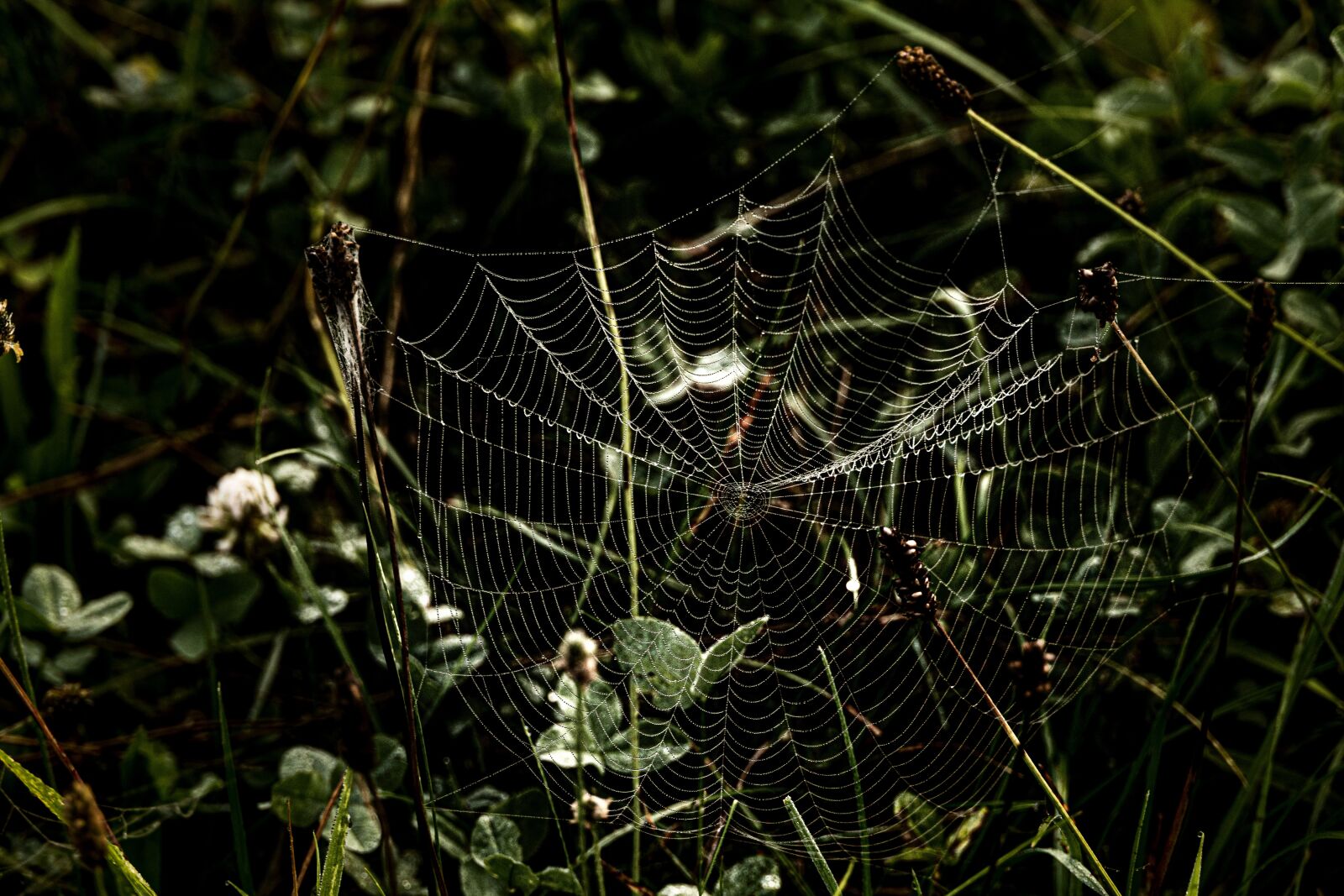 Canon EOS R sample photo. Cobweb, web, structure photography