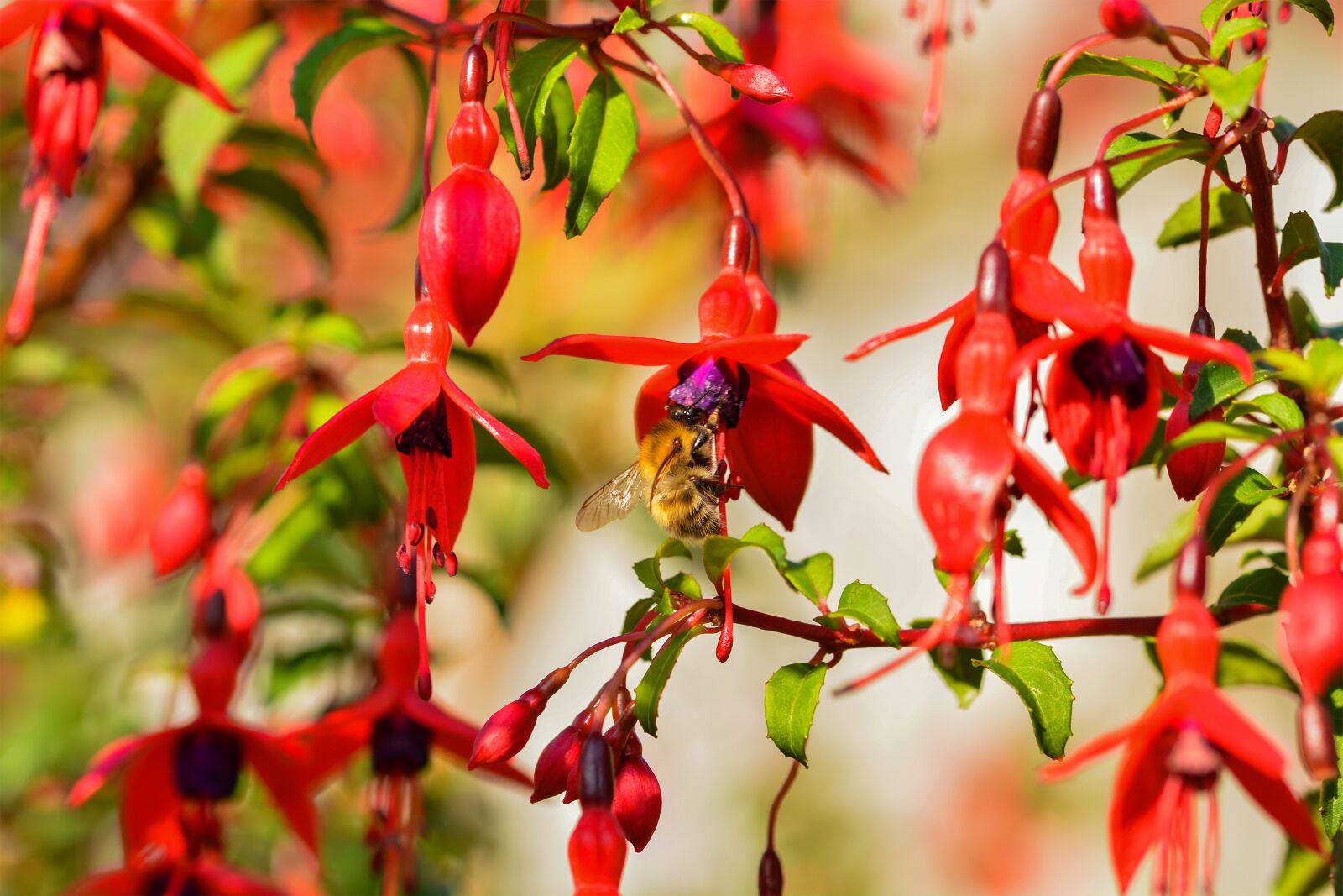 Nikon D5200 sample photo. Fuschia, flower, bee photography