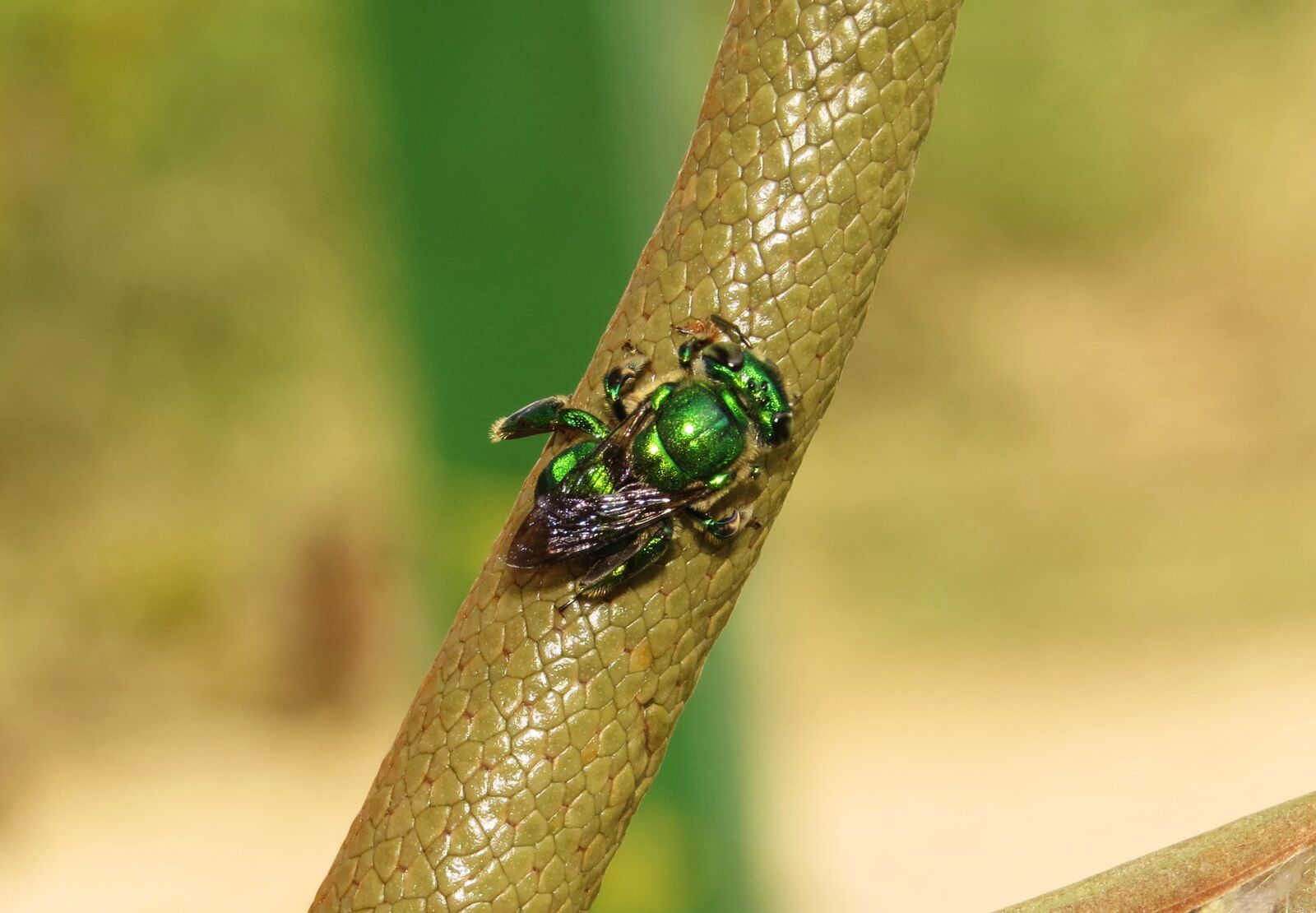 Canon PowerShot SX50 HS sample photo. Nature, macro, insect photography