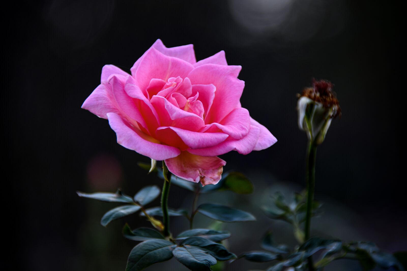 Nikon D7200 sample photo. Rose, flower, petals photography