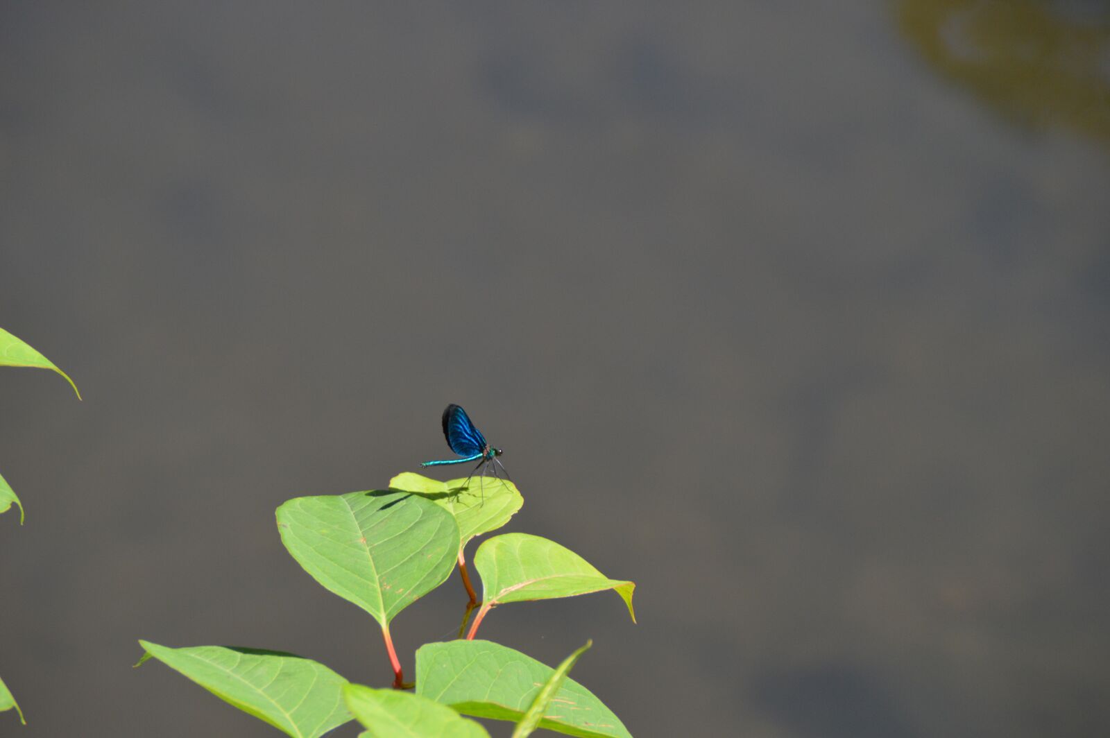 Nikon D3200 sample photo. Insect, nature, close up photography
