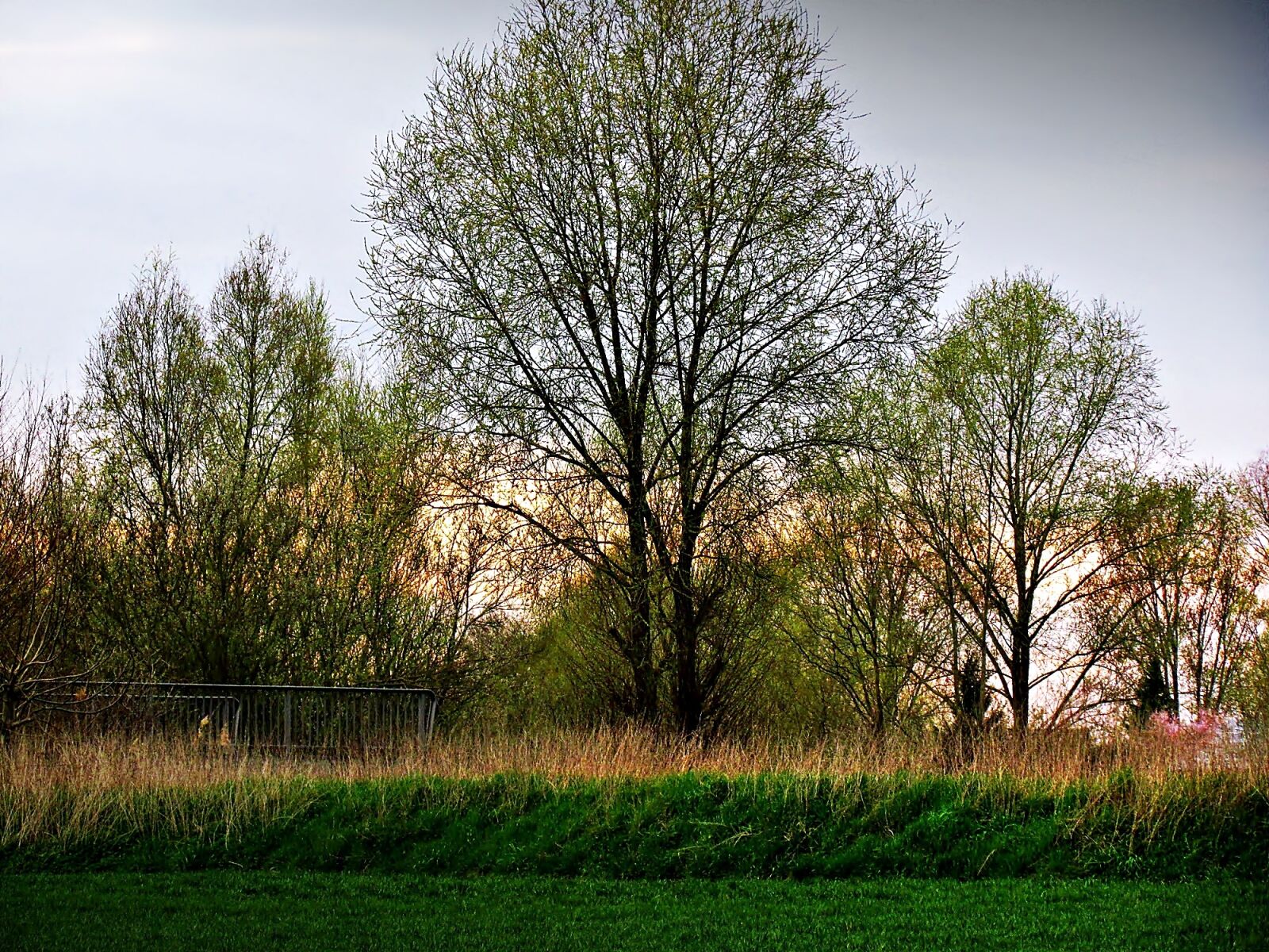 Canon PowerShot SX30 IS sample photo. Tree, green, spring photography