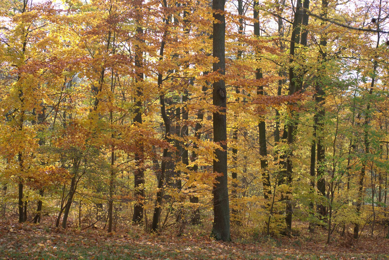 Sony a7 II + Sony FE 50mm F2.8 Macro sample photo. Forest, autumn, leaves photography