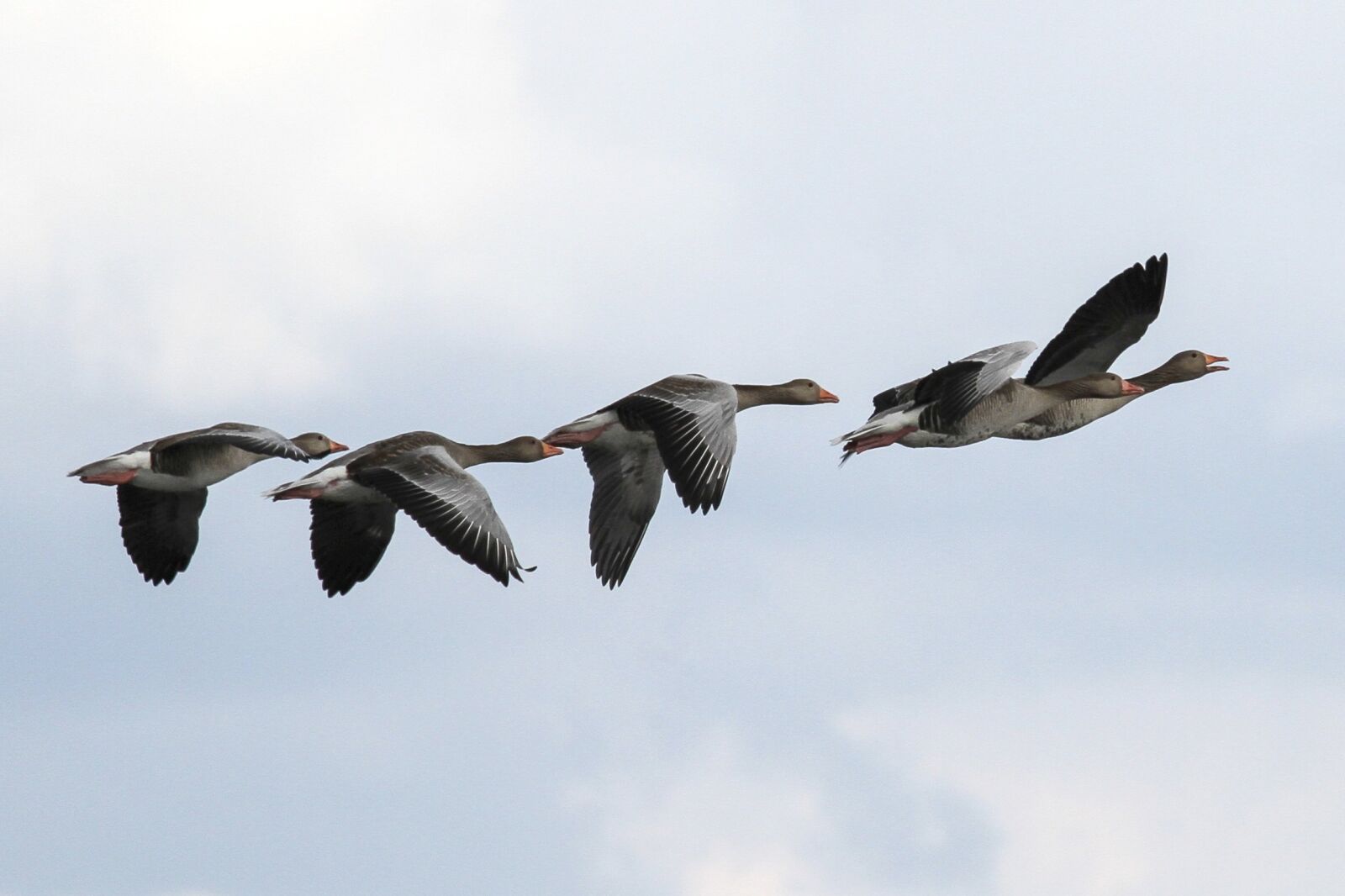 Canon EOS 7D sample photo. Grey geese, m ritz photography